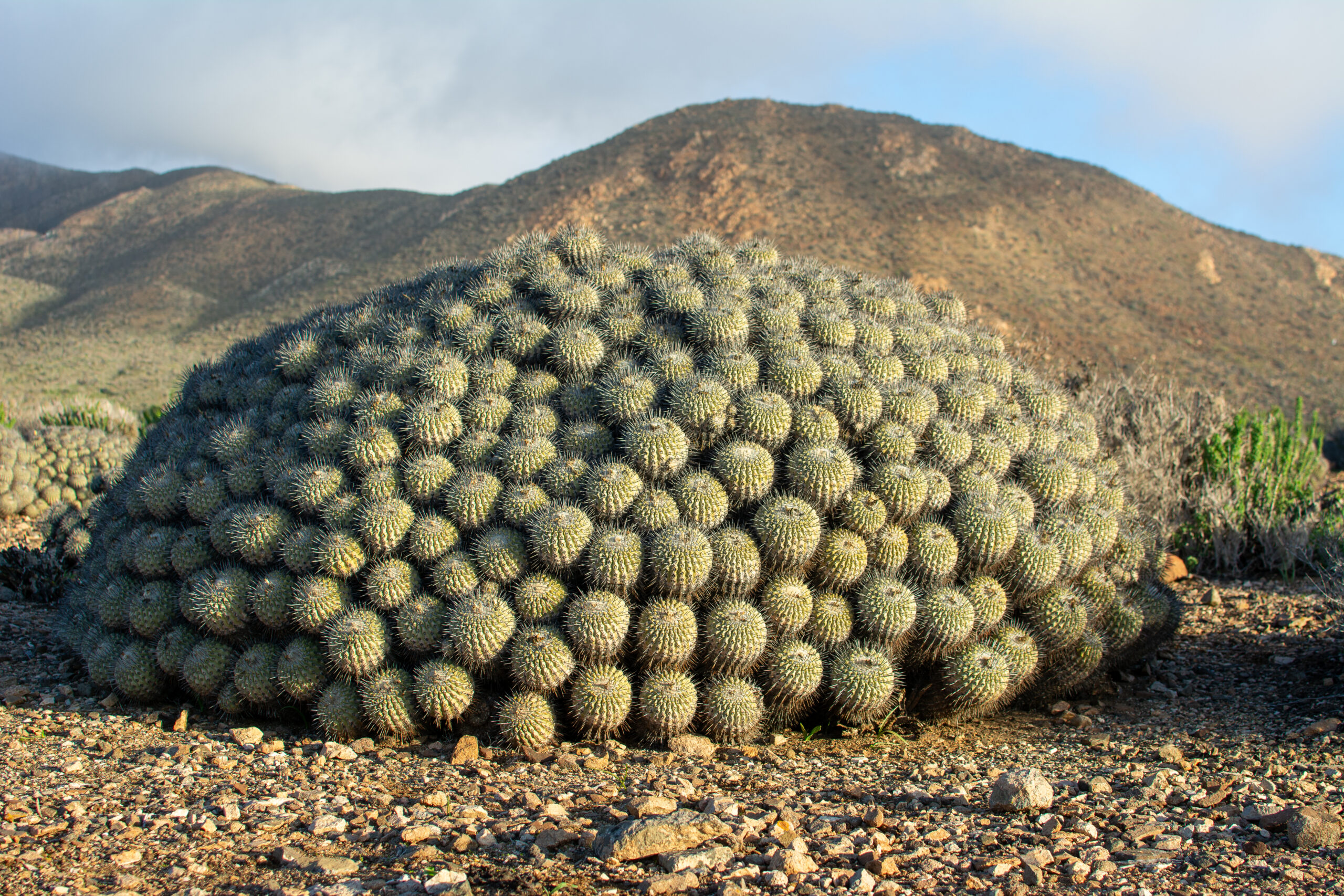 Copiapoa cinerea